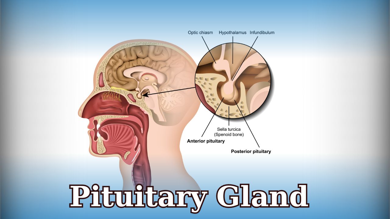 pituitary gland