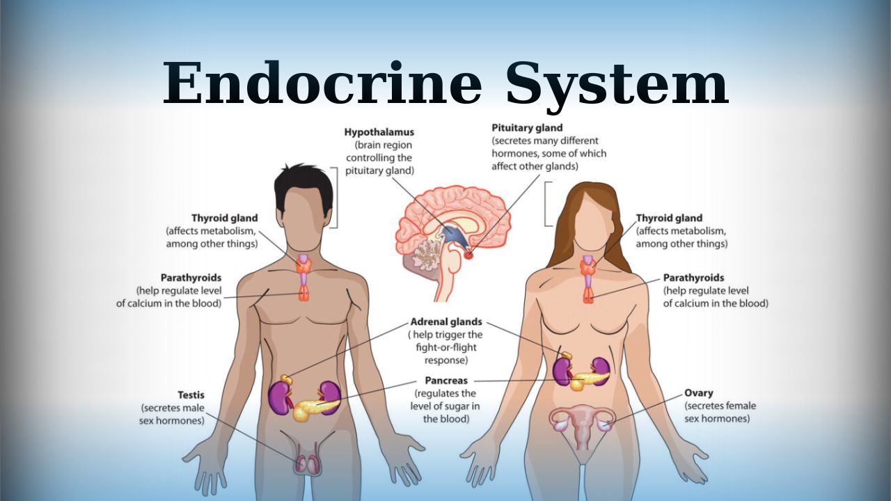 What is an endocrine system