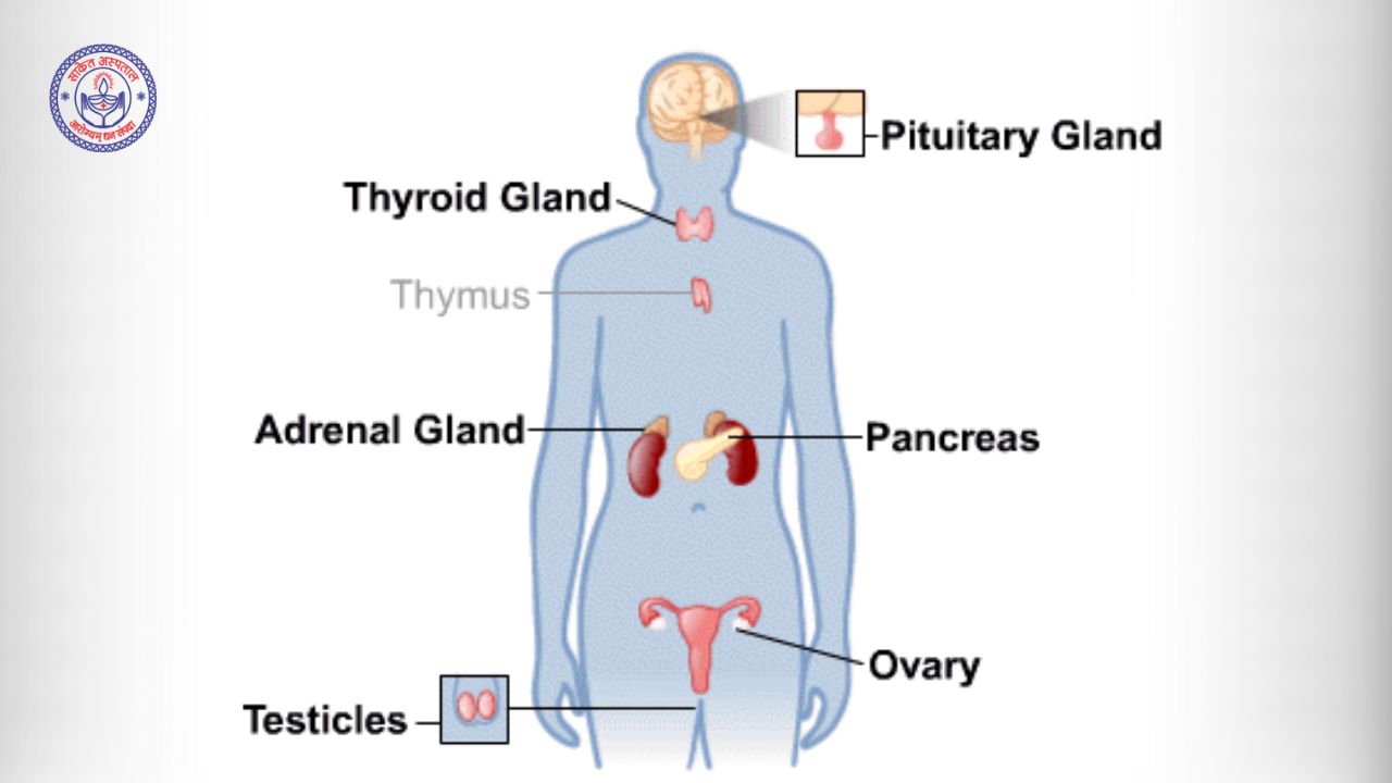 Endocrine System